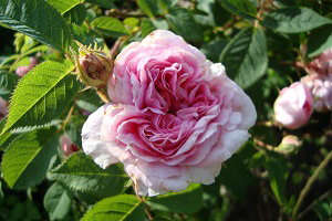 Königin von Dänemark