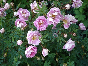 Lady Edine