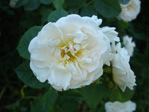Maxima