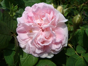 Maidens Blush