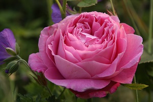 Mrs John Laing