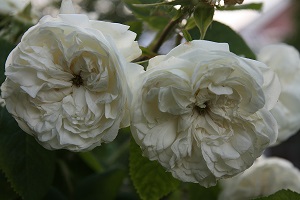Madame Hardy