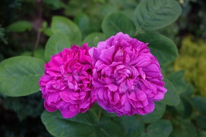 Rose de Recht
