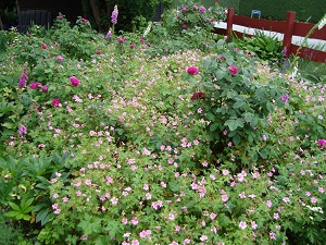 Rose de Recht