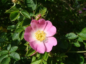 Rosa rubiginosa