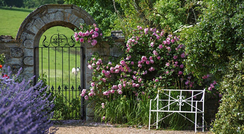 Rose wall