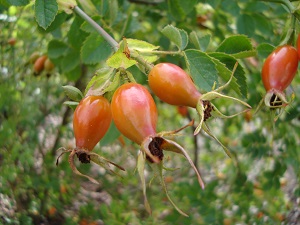 Rosa rubiginosa