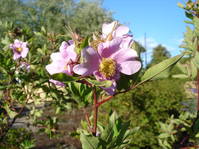 Rosa palustris