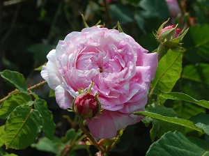 Variegata