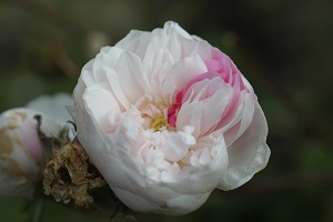 White Moss